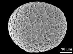 hydrated pollen grain