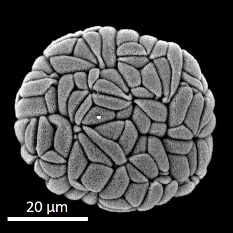 dry polyad