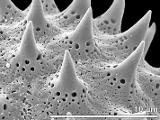 exine surface