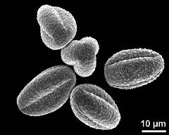 dry pollen grains