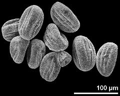 dry pollen grains