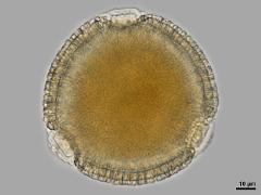 polar view,hydrated pollen