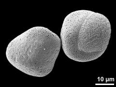 hydrated pollen grains