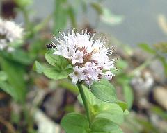 inflorescence(s)