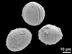 hydrated pollen grains (upper grain with ruptured exine)