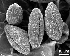 dry pollen grains