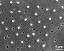 exine surface