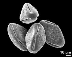 dry pollen grains