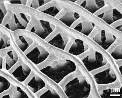 exine surface