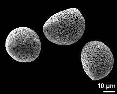 hydrated pollen grains