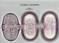 hydrated pollen