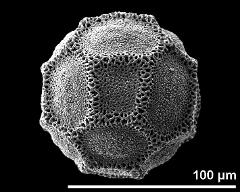 hydrated pollen grain