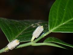 inflorescence(s)