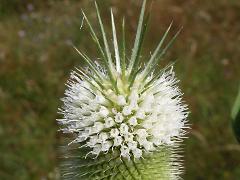 flowers of Dipsacus laciniatus