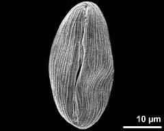 dry pollen grain in equatorial view