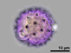 hydrated pollen