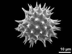 acetolyzed pollen,polar view