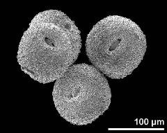 dry pollen grains