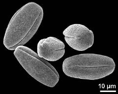 dry pollen grains