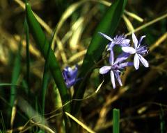 flower(s)