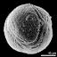 hydrated pollen grain