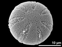 polar view (of exceptional heptacolpate grain)