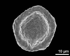 polar view (dry pollen grain)