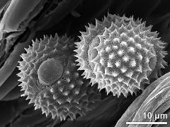 hydrated pollen