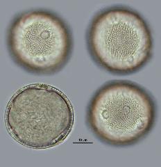 hydrated Pollen