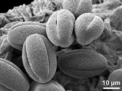 dry pollen grains