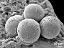 hydrated pollen grains