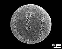 hydrated pollen grain