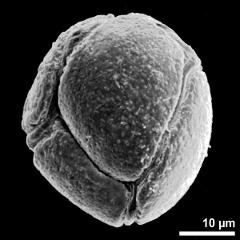 dry pollen grain