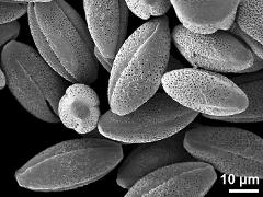 dry pollen grains