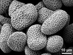 dry pollen grains