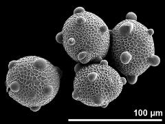 hydrated pollen grains