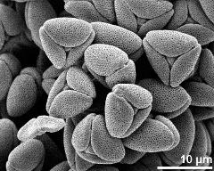 dry pollen grains