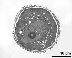 pollen grain in cross section