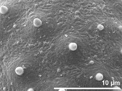 exine surface