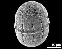 dry pollen grain