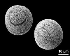 hydrated pollen grains