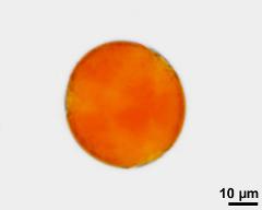 no starch detected, polar view