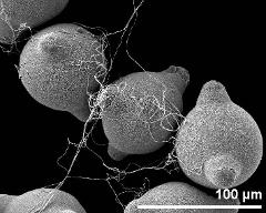 hydrated pollen grains