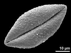 dry pollen grain