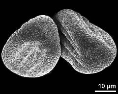 dry pollen grains