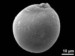 hydrated pollen,diporate