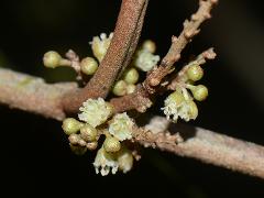 inflorescence(s)