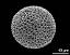 hydrated pollen grain