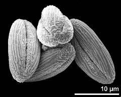 dry pollen grains