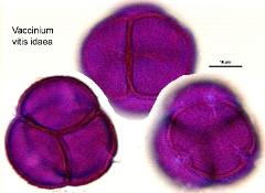 hydrated pollen